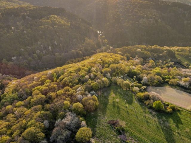 Blick auf Verkaufsfläche und Umgebung - Waldfläche im höchstgelegenen Weinbauort im Rheingau