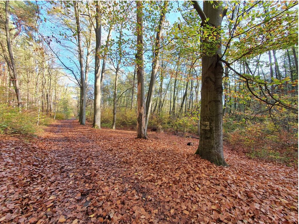 Mischwald in Nachbarschaft von Wochenendhäusern am Potsdamer Stadtrand