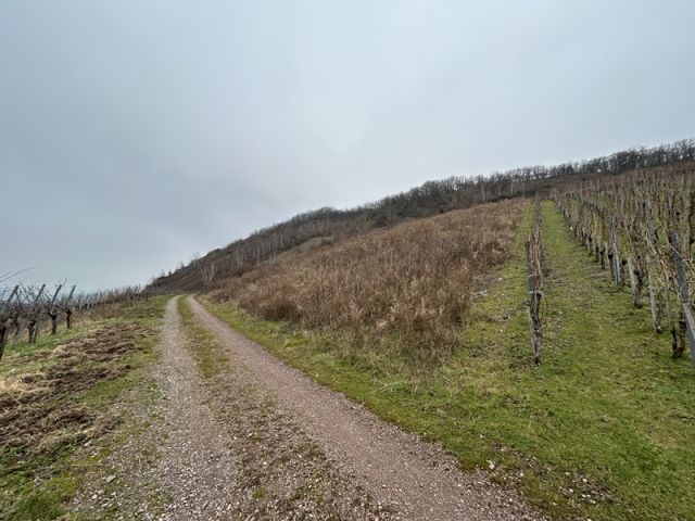 Blick auf Umgebung im Bereich der Verkaufsfläche und auf die Zuwegung - Vertragsfreier Weinberg mit der Rebsorte „Riesling“ in altem Weinort oberhalb der Mosel