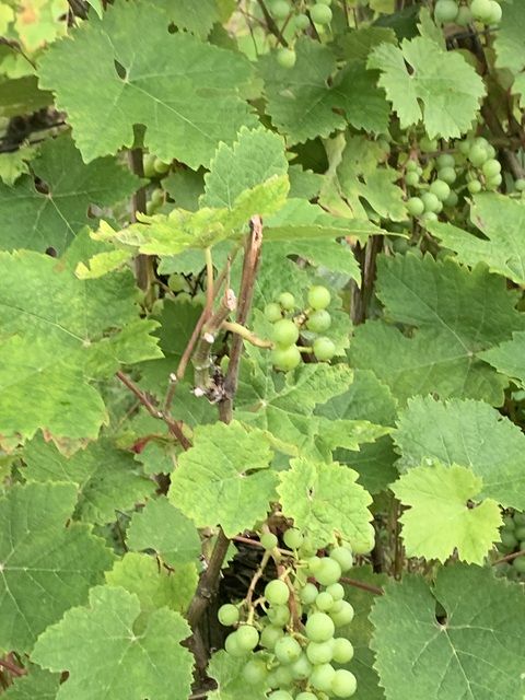 Rebstöcke - Vertragsfreier Weinberg mit der Rebsorte „Riesling“ in altem Weinort oberhalb der Mosel