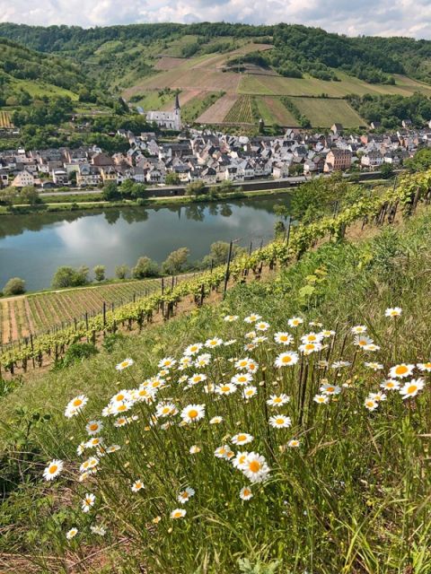 Blick auf die Umgebung - Vertragsfreier Weinberg mit der Rebsorte „Riesling“ in altem Weinort oberhalb der Mosel