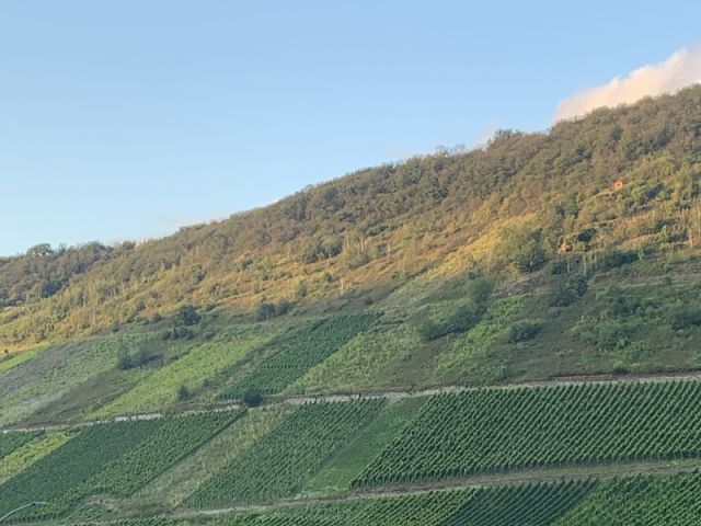 Blick auf die umliegenden Flächen - Vertragsfreier Weinberg mit der Rebsorte „Riesling“ in altem Weinort oberhalb der Mosel