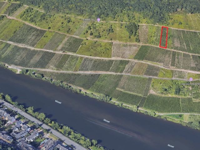 Blick auf ungefähre Lage der Verkaufsfläche und auf die Umgebung - Vertragsfreier Weinberg mit der Rebsorte „Riesling“ in altem Weinort oberhalb der Mosel