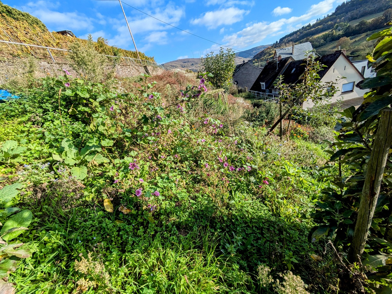 Vertragsfreie innerörtliche Garten- und Grünfläche mit Blick auf die Mosel 