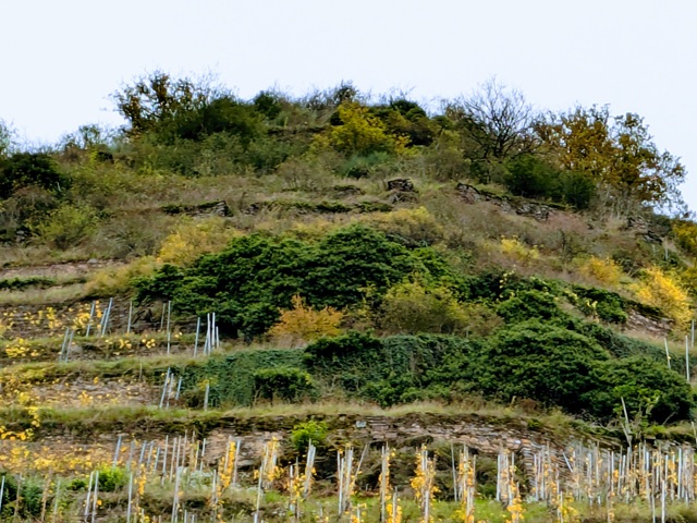 Ehemaliger Terrassen-Weinberg in der Weinlage ´Palmberg-Terrassen´ oberhalb der alten Dorfkirche