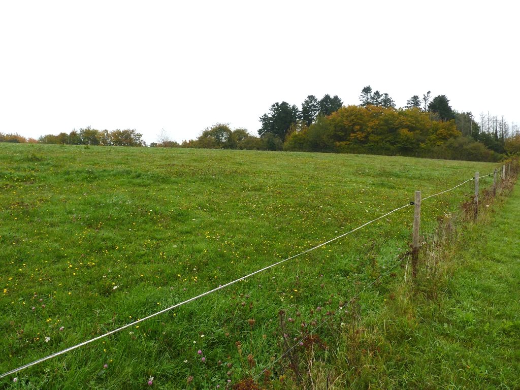 Vertragslos als Weide-/Auslauffläche genutzte Landwirtschaftsfläche am Reiterhof Kron