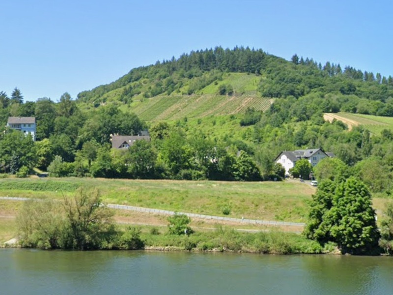 Brachliegende Weinanbaufläche im Weinort Wolf in einer Moselschleife