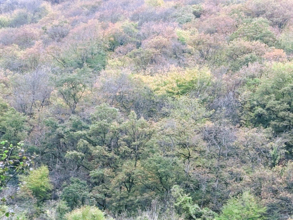 8 Splitterflächen bei Alf an der Mosel