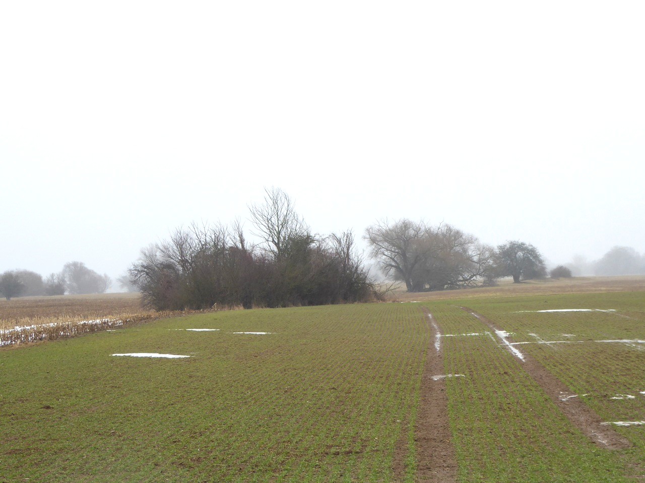 Über 2,2 Hektar verpachtete Splitterflächen (Landwirtschafts- und Grünflächen) östlich der ´Elbe´ 