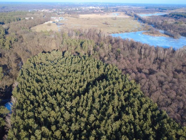 Blick auf Flurstück 221 und Richtung Flurstück 191 und auf die Umgebung - Eine Waldfläche und eine bis 31.12.2027 verpachtete Landwirtschaftsfläche nahe dem ´Wernsdorfer See´