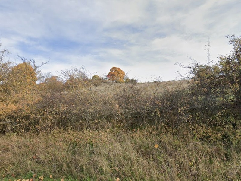 Vertragsfreie Grünfläche mit teilweisem Baum- und Strauchbewuchs in Hildburghausen