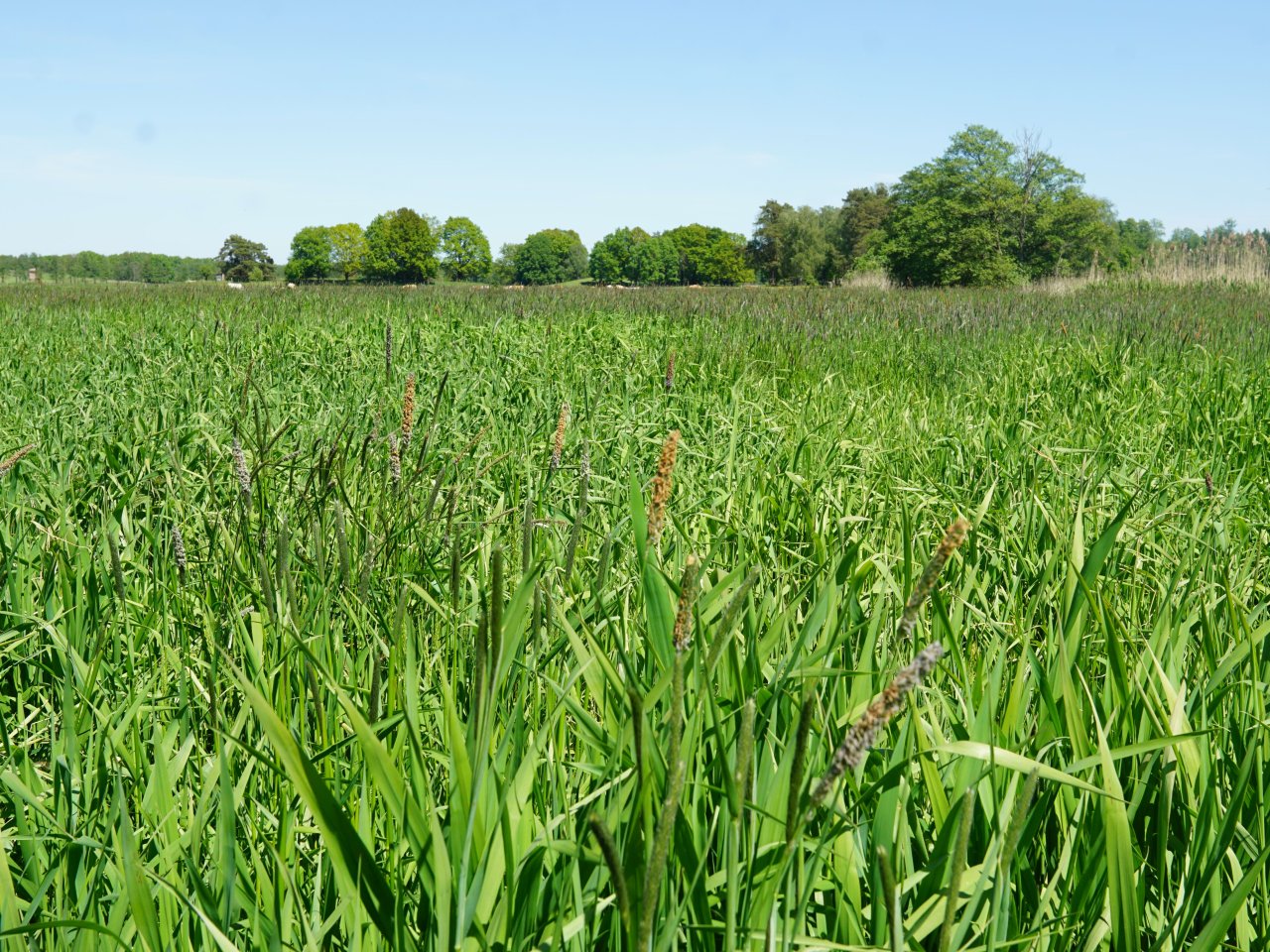 Über 1,2 Hektar vertragsfreie Grünfläche im Spreewald **etwa 26 km von Cottbus entfernt**