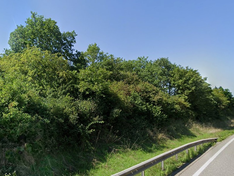 Naturbelassene Gehölzfläche an der B48