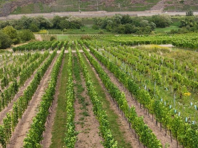 Blick über die Lage `Kloster Stuben` - Weinberg mit der Rebsorte ´Dornfelder´ im Bereich ´Kloster Stuben´ *direkt vom Weinbauern*