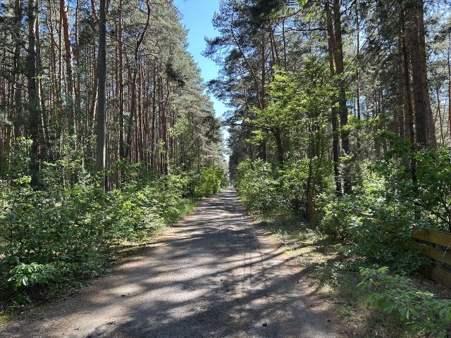 Blick auf die Verkaufsfläche und Umgebung von der Ebereschenallee  - Vertragsfreie Waldfläche innerhalb der Radelandsiedlung in Baruth/Mark **etwa 40 km südlich von Berlin entfernt**