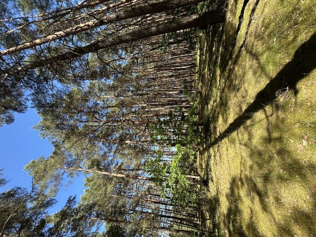Blick auf die Verkaufsfläche und Umgebung von der Ebereschenallee  - Vertragsfreie Waldfläche innerhalb der Radelandsiedlung in Baruth/Mark **etwa 40 km südlich von Berlin entfernt**