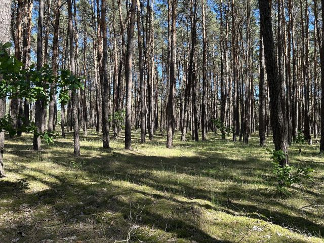 Blick auf die Verkaufsfläche und Umgebung von der Ebereschenallee  - Vertragsfreie Waldfläche innerhalb der Radelandsiedlung in Baruth/Mark **etwa 40 km südlich von Berlin entfernt**