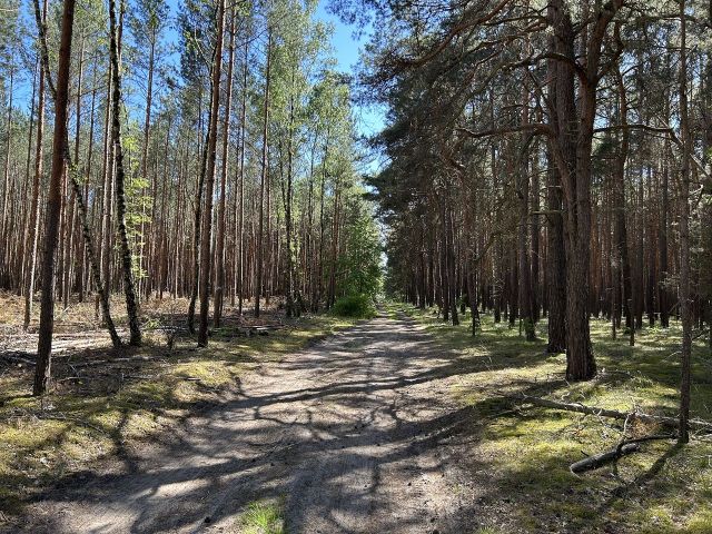 Blick auf die Verkaufsfläche und Umgebung vom Neuendorfer Weg - Vertragsfreie Waldfläche innerhalb der Radelandsiedlung in Baruth/Mark **etwa 40 km südlich von Berlin entfernt**