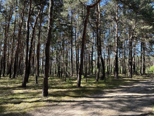 Blick auf die Verkaufsfläche und Umgebung vom Neuendorfer Weg - Vertragsfreie Waldfläche innerhalb der Radelandsiedlung in Baruth/Mark **etwa 40 km südlich von Berlin entfernt**