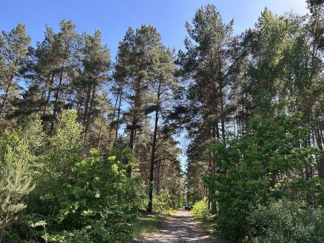 Blick auf die Verkaufsfläche und Umgebung von der Ebereschenallee  - Vertragsfreie Waldfläche innerhalb der Radelandsiedlung in Baruth/Mark **etwa 40 km südlich von Berlin entfernt**