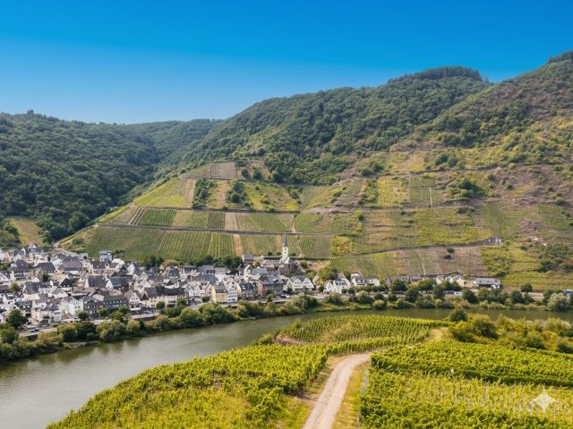 Blick auf Bremm und Calmont - Weinberg mit der Rebsorte ´Dornfelder´ im Bereich ´Kloster Stuben´ *direkt vom Weinbauern*