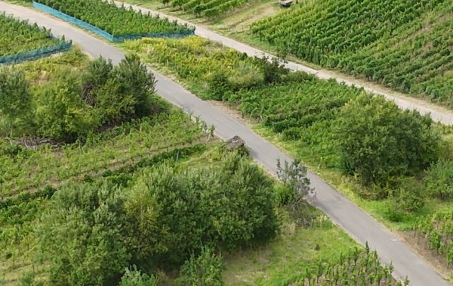 Blick auf Verkaufsflurstücke und Umgebung - Weinberg mit der Rebsorte ´Dornfelder´ im Bereich ´Kloster Stuben´ *direkt vom Weinbauern*