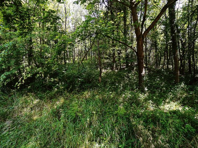 Verkaufsfläche und Umgebung - Vertragsfreie Waldfläche in Bonn-Ramersdorf **nahe des Dornheckensees**