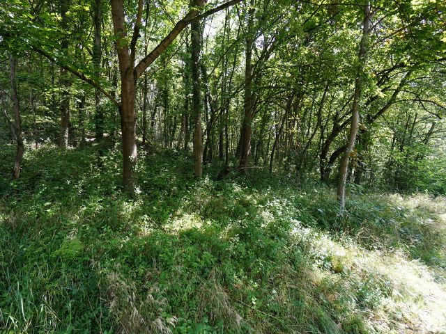 Verkaufsfläche und Umgebung - Vertragsfreie Waldfläche in Bonn-Ramersdorf **nahe des Dornheckensees**