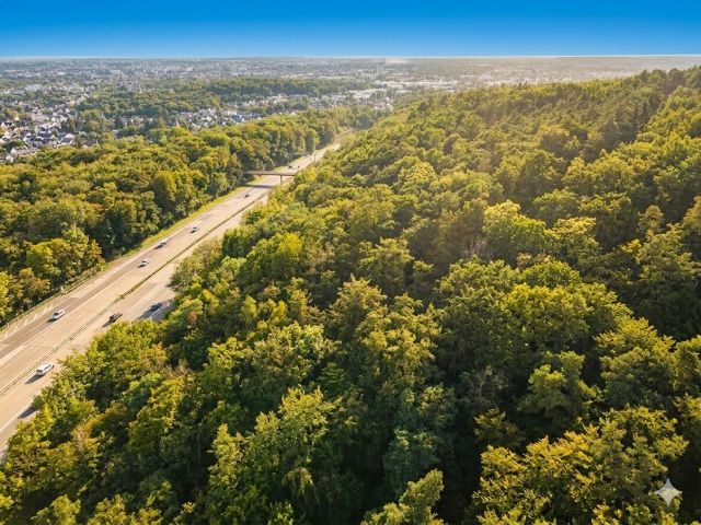 Blick auf die Verkaufsfläche und Umgebung - Vertragsfreie Waldfläche in Bonn-Ramersdorf **nahe des Dornheckensees**
