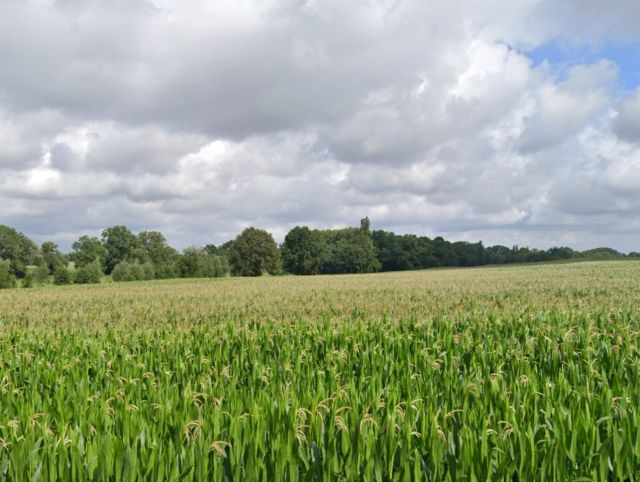 Blick vom Oschatzer Weg Richtung Verkaufsgegenstand - Grünland & vertragslos genutzter Feldweg über den Sandbach