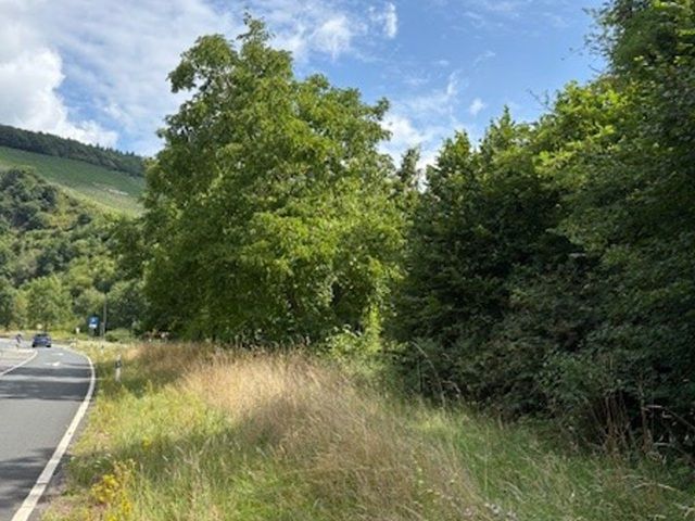 Blick auf den Verkaufsgegenstand und Umgebung - Teil der ehemaligen Westwallbunkeranlage *zwischen Trier & dem Dreiländereck Frankreich-Luxemburg-Deutschland*