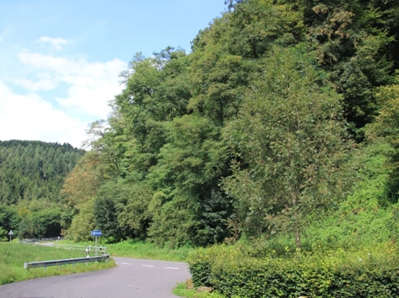 Über 1,1 Hektar vertragsfreie Waldfläche **etwa 32 km nördlich vom Trierer Zentrum entfernt**