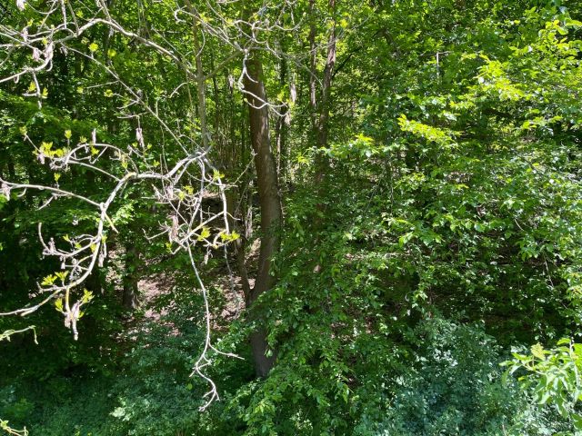 Verkaufsgegenstand - 0,8 ha Wald unterhalb des Schlosses Rammelburg **vertragsfrei**