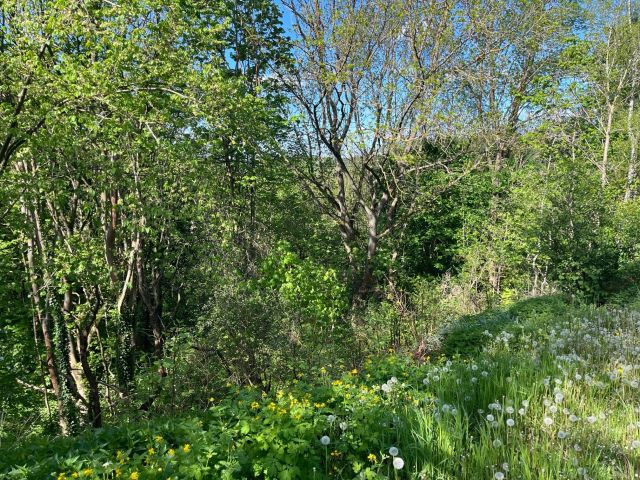 Verkaufsgegenstand - 0,8 ha Wald unterhalb des Schlosses Rammelburg **vertragsfrei**