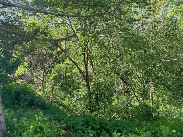 Verkaufsgegenstand - 0,8 ha Wald unterhalb des Schlosses Rammelburg **vertragsfrei**
