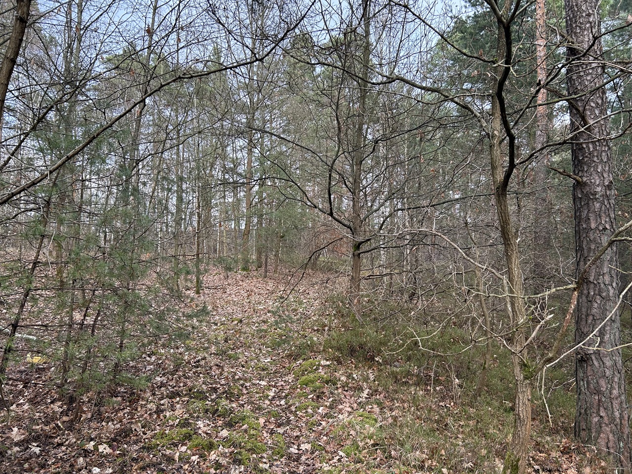 Über 2 Hektar vertragsfreie Waldfläche *Lage im Lausitzer Seenland & in direkter Nachbarschaft zu einem Betriebsgelände*