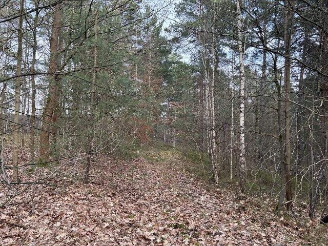 Blick auf die Verkaufsfläche und Umgebung - Über 2 Hektar vertragsfreie Waldfläche *Lage im Lausitzer Seenland & in direkter Nachbarschaft zu einem Betriebsgelände*
