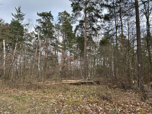 Verkaufsfläche und Umgebung - Über 2 Hektar vertragsfreie Waldfläche *Lage im Lausitzer Seenland & in direkter Nachbarschaft zu einem Betriebsgelände*