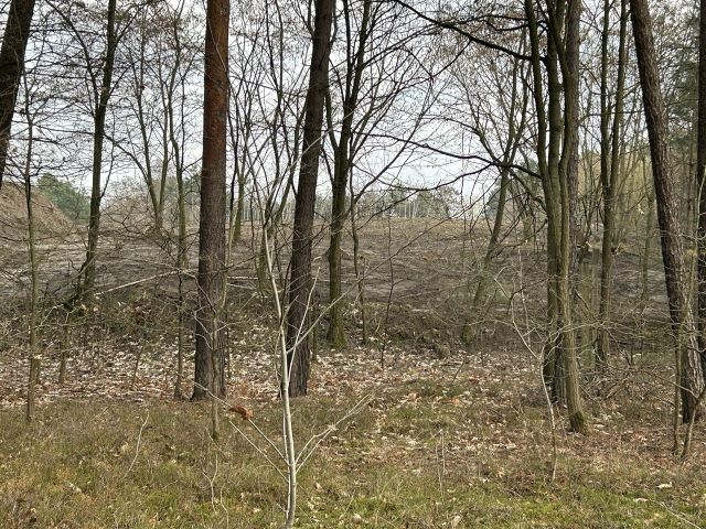 Nördlich angrenzendes Betriebsgelände - Über 2 Hektar vertragsfreie Waldfläche *Lage im Lausitzer Seenland & in direkter Nachbarschaft zu einem Betriebsgelände*