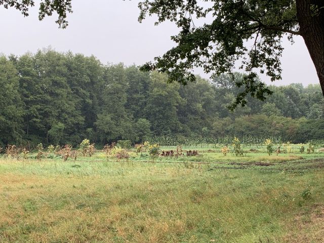 Blick auf die Umgebung mit den benachbarten Bauerngärten - Vertragsfreie Waldfläche nahe dem Baggersee & dem Schloss Gusow