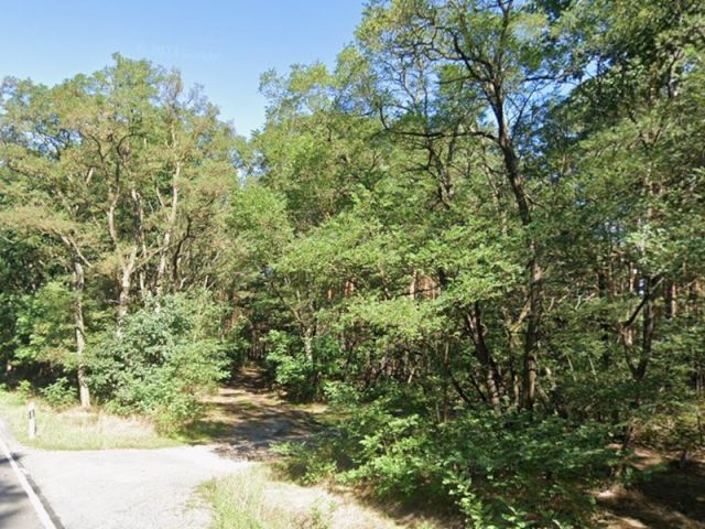 Blick auf das Waldgebiet an der L50 und den abzweigenden Wirtschaftsweg - Vertragsfreie Waldfläche in der Niederlausitz