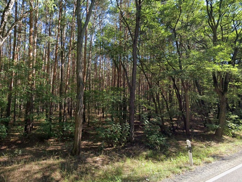 Vertragsfreie Waldfläche in der Niederlausitz