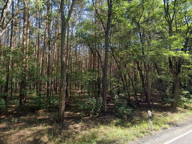 Blick auf das größere Waldgebiet an der L50 - Vertragsfreie Waldfläche in der Niederlausitz