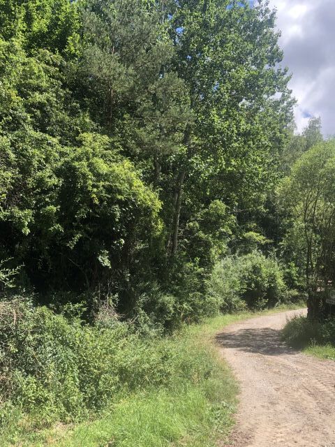 Blick auf Flurstück 432 und die Umgebung - Zwei forstwirtschaftliche Grundstücke bei Neuendettelsau an der A6