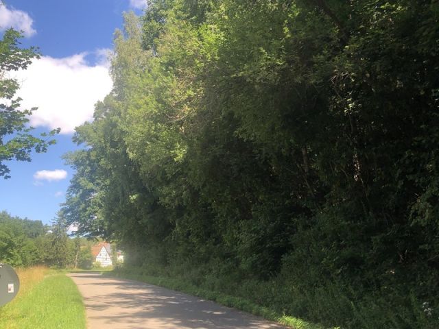 Blick auf Flurstück 433 und die Umgebung - Zwei forstwirtschaftliche Grundstücke bei Neuendettelsau an der A6