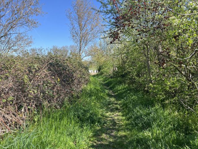 Blick auf Verkaufsfläche - Trampelpfad über die Verkaufsfläche - Vertragsfreies, naturbelassenes Grundstück am Weiher ´Schachtloch´ in Döllnitz nahe der Stadtgrenze von Halle (Saale)