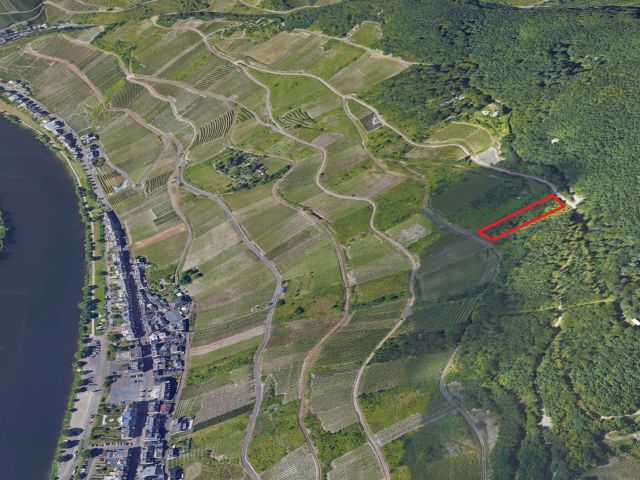 Lage Verkaufsfläche und Umgebung - Vertragsfreie Waldfläche oberhalb der Mosel **in der Weinbaugemeinde Zell**