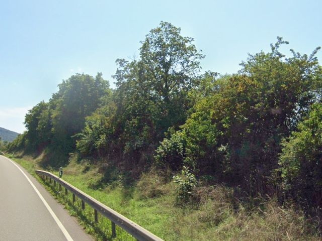 Blick auf Verkaufsgegenstand und Umgebung - Naturbelassene Gehölzfläche an der B48