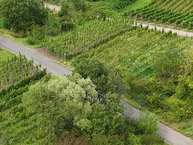 Blick auf die Verkaufsflurstücke und Umgebung - Weinberg mit der Rebsorte ´Dornfelder´ im Bereich ´Kloster Stuben´ *direkt vom Weinbauern*