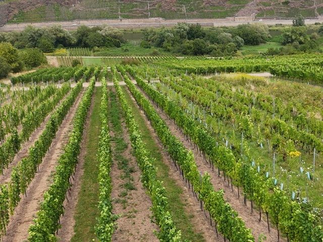 Blick über die Lage `Kloster Stuben` - Weinberg mit der Rebsorte ´Dornfelder´ im Bereich ´Kloster Stuben´ *direkt vom Weinbauern*